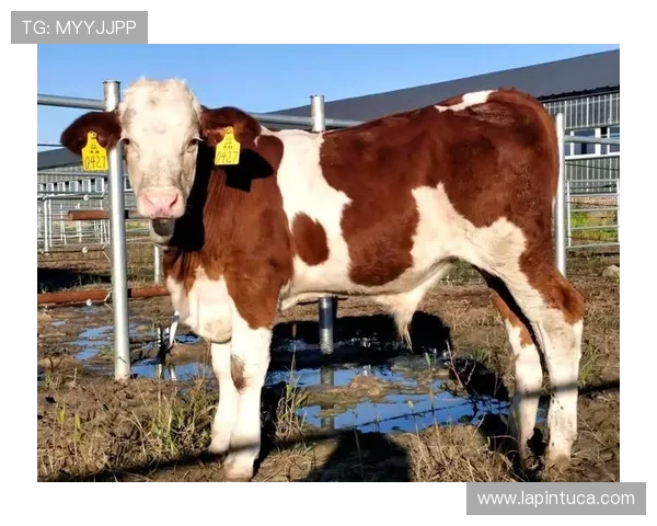 畅享尊龙凯时网址娱乐平台带来的精彩游戏和丰富奖励